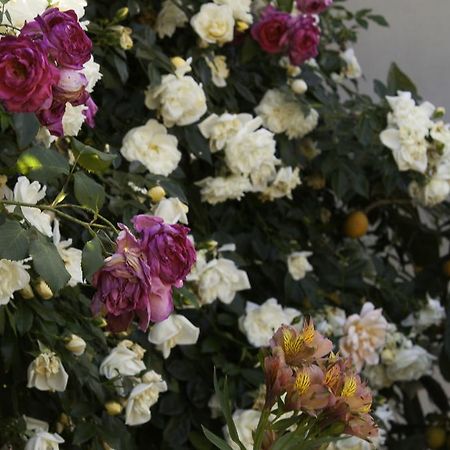 Il Vecchioliveto Di Ornella Bed and Breakfast Marrùbiu Exterior foto